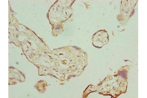 Immunohistochemistry of paraffin-embedded human placenta tissue using ABIN7162823 at dilution of 1:100 (FKBP1A 抗体  (AA 2-103))