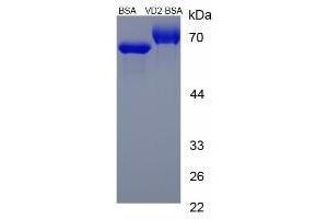 Image no. 1 for Vitamin D2 peptide (BSA) (ABIN5666016) (Vitamin D2 peptide (BSA))