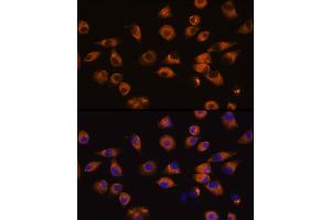 Immunofluorescence analysis of L929 cells using EPH Rabbit pAb (ABIN7266971) at dilution of 1:100 (40x lens). (EPH Receptor A5 抗体  (AA 1-130))