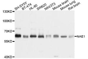 Western blot analysis of extracts of various cell lines, using NAE1 antibody. (NAE1 抗体  (AA 1-220))