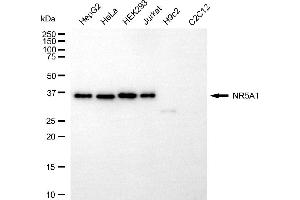 Western blotting analysis using NR5A1 antibody (ABIN7799661).