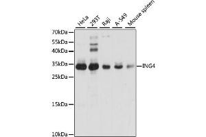 Western blot analysis of extracts of various cell lines, using ING4 antibody (ABIN2563434) at 1:1000 dilution. (ING4 抗体)