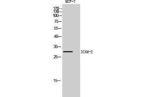 Western Blotting (WB) image for anti-Intercellular Adhesion Molecule 2 (ICAM2) (Internal Region) antibody (ABIN6281355)