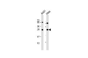All lanes : Anti-PSPH Antibody (N-term) at 1:8000 dilution Lane 1: A431 whole cell lysate Lane 2: Hela whole cell lysate Lysates/proteins at 20 μg per lane. (PSPH 抗体  (N-Term))