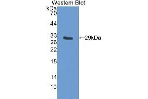 Western Blotting (WB) image for anti-Insulin-Like Growth Factor Binding Protein 5 (IGFBP5) (AA 25-271) antibody (ABIN3205006) (IGFBP5 抗体  (AA 25-271))