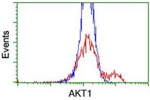Image no. 3 for anti-V-Akt Murine Thymoma Viral Oncogene Homolog 1 (AKT1) antibody (ABIN1496558) (AKT1 抗体)