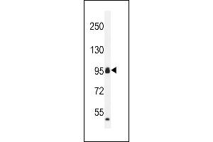 CCD Antibody (C-term) (ABIN655703 and ABIN2845154) western blot analysis in mouse heart tissue lysates (35 μg/lane). (CCDC110 抗体  (C-Term))