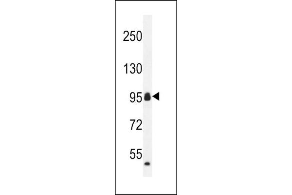 CCDC110 抗体  (C-Term)