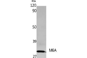anti-Methyltransferase Like 3 (METTL3) (AA 140-220) antibody