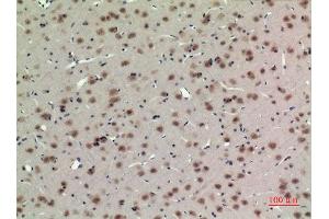 Immunohistochemistry (IHC) analysis of paraffin-embedded Rat Brain, antibody was diluted at 1:100. (ARNTL 抗体  (Lys538))