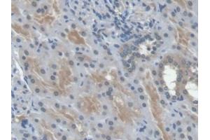 Detection of EPO in Human Kidney Tissue using Monoclonal Antibody to Erythropoietin (EPO) (EPO 抗体  (AA 28-193))