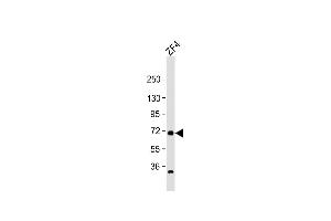 Anti-rab11fip4a Antibody (Center) at 1:1000 dilution + ZF4 whole cell lysate Lysates/proteins at 20 μg per lane. (RAB11FIP4 抗体  (AA 183-216))
