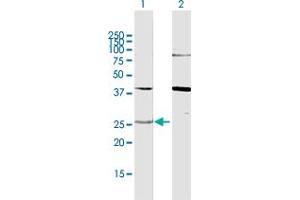 Western Blot analysis of YWHAG expression in transfected 293T cell line by YWHAG MaxPab polyclonal antibody. (14-3-3 gamma 抗体  (AA 1-247))