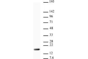 Western blot of Histone H3 trimethyl Lys9 antibody. (Histone 3 抗体  (H3K9me3))