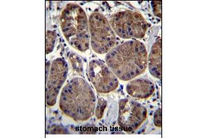 CLEC7A Antibody (N-term) (ABIN657292 and ABIN2846377) immunohistochemistry analysis in formalin fixed and paraffin embedded human stomach tissue followed by peroxidase conjugation of the secondary antibody and DAB staining. (CLEC7A 抗体  (N-Term))