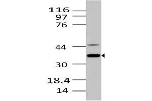 Image no. 1 for anti-MKI67 FHA Domain-Interacting Nucleolar Phosphoprotein (MKI67IP) (AA 90-210) antibody (ABIN5027395) (NIFK 抗体  (AA 90-210))