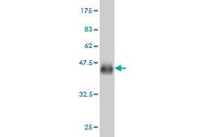 Western Blot detection against Immunogen (36. (BOLL 抗体  (AA 185-283))