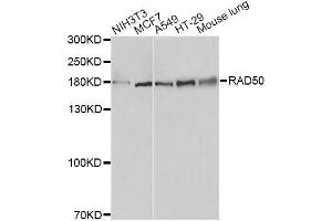 Western blot analysis of extracts of various cell lines, using RAD50 antibody. (RAD50 抗体)