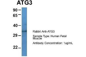 Host: Rabbit  Target Name: ATG3  Sample Tissue: Human Fetal Muscle  Antibody Dilution: 1. (ATG3 抗体  (Middle Region))