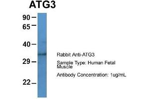 Host: Rabbit  Target Name: ATG3  Sample Tissue: Human Fetal Muscle  Antibody Dilution: 1. (ATG3 抗体  (Middle Region))