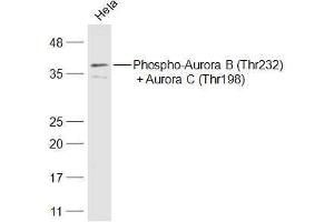 Hela lysates probed with Phospho-Aurora B (Thr232) + Aurora C (Thr198) Polyclonal Antibody, Unconjugated  at 1:500 dilution and 4˚C overnight incubation. (AurB/C 抗体  (pThr198))