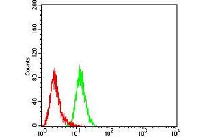 Flow cytometric analysis of HL-60 cells using CD195 mouse mAb (green) and negative control (red). (CCR5 抗体)