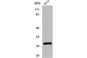Western Blot analysis of HeLa cells using HES-6 Polyclonal Antibody (HES6 抗体  (N-Term))