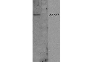 Western blot analysis of Human HeLa cell lysates showing detection of CDC37 protein using Rabbit Anti-CDC37 Polyclonal Antibody . (CDC37 抗体  (Atto 390))