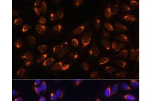 Immunofluorescence analysis of U-2 OS cells using NUCB1 Polyclonal Antibody at dilution of 1:100 (40x lens). (Nucleobindin 1 抗体)