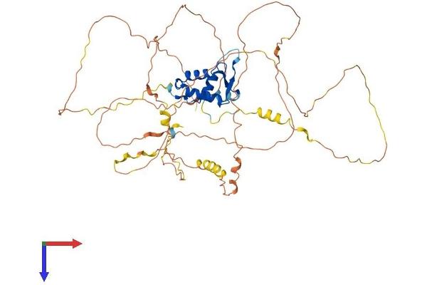 FOXC1 Protein (AA 1-553) (His tag)