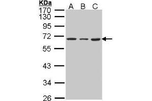 WB Image Sample (30 ug of whole cell lysate) A: 293T B: A431 , C: H1299 10% SDS PAGE antibody diluted at 1:1000