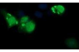 Image no. 1 for anti-ERG, ETS transcription factor (ERG) antibody (ABIN1498075) (ERG 抗体)