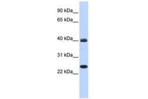 Image no. 1 for anti-Mesoderm Posterior 1 (MESP1) (AA 35-84) antibody (ABIN6740597) (MESP1 抗体  (AA 35-84))