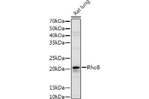Western blot analysis of extracts of Rat lung, using RhoB Rabbit pAb antibody (ABIN3016775, ABIN3016776, ABIN3016777 and ABIN6219838) at 1:1000 dilution. (RHOB 抗体  (C-Term))
