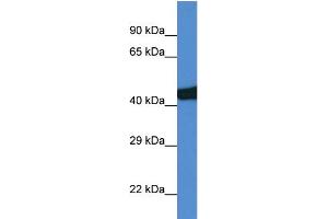 WB Suggested Anti-Sec14l3 Antibody Titration: 1. (SEC14L3 抗体  (C-Term))