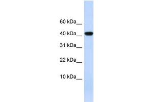 WB Suggested Anti-AGT Antibody Titration:  0. (AGT 抗体  (N-Term))