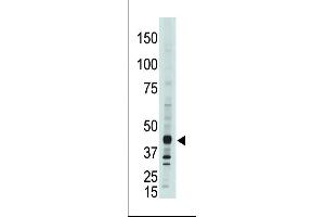 The anti-CEM15 Pab (ABIN388143 and ABIN2846473) is used in Western blot to detect CEM15 in  cell lysate. (APOBEC3G 抗体  (C-Term))