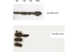 Western blot analysis is shown using Rockland's Affinity Purified anti-Human SUMO-3 antibody to detect GFP-SUMO fusion proteins (arrowheads). (SUMO3 抗体)