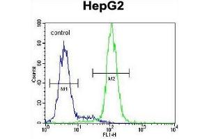 CST9 Antibody (C-term) flow cytometric analysis of HepG2 cells (right histogram) compared to a negative control cell (left histogram). (CST9 抗体  (C-Term))
