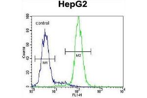 CST9 Antibody (C-term) flow cytometric analysis of HepG2 cells (right histogram) compared to a negative control cell (left histogram). (CST9 抗体  (C-Term))