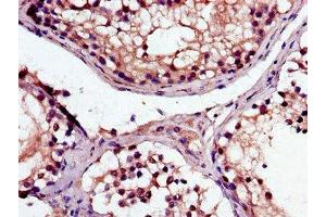 Immunohistochemistry of paraffin-embedded human testis tissue using ABIN7169063 at dilution of 1:100 (MAK 抗体  (AA 200-440))