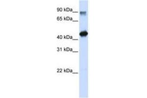Image no. 1 for anti-High-Mobility Group 20A (HMG20A) (N-Term) antibody (ABIN6740593) (HMG20A 抗体  (N-Term))