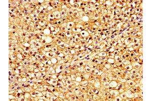 IHC image of ABIN7153467 diluted at 1:300 and staining in paraffin-embedded human adrenal gland tissue performed on a Leica BondTM system. (Galectin 9 抗体  (AA 1-323))