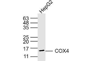Jurkey cell lysates probed with COX4 (8D8) Monoclonal Antibody, Unconjugated (bsm-33037M) at 1:300 overnight at 4˚C. (COX IV 抗体)