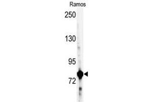 Image no. 1 for anti-Glycyl-tRNA Synthetase (GARS) (C-Term) antibody (ABIN360353) (GARS 抗体  (C-Term))