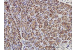 Immunoperoxidase of monoclonal antibody to DUSP6 on formalin-fixed paraffin-embedded human pancreas. (DUSP6 抗体  (AA 1-381))