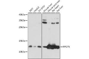 Western blot analysis of extracts of various cell lines, using RPS27L antibody (ABIN7270023) at 1:1000 dilution. (RPS27L 抗体  (AA 1-84))