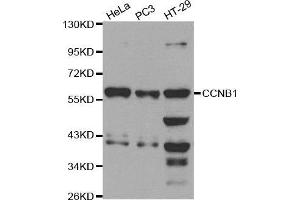Western blot analysis of extracts of various cell lines, using CCNB1 antibody. (Cyclin B1 抗体  (C-Term))