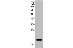 Western Blot analysis of AD-293 cells using Acetyl-NF-E4 (K43) Polyclonal Antibody (NFE4 抗体  (acLys43))