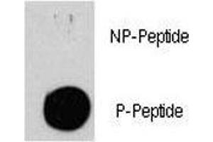 Dot blot analysis of p-Tuberin antibody. (Tuberin 抗体  (pSer939))